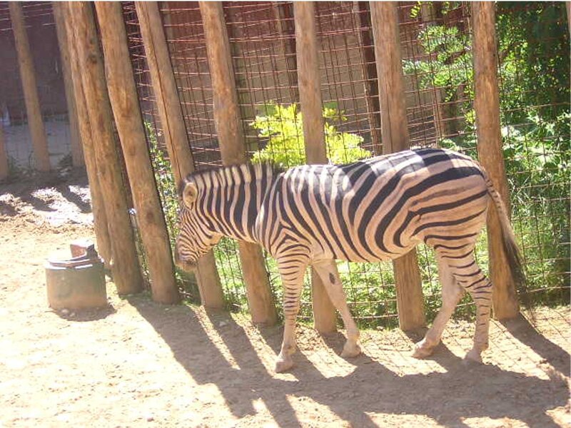 zebra in enclosure