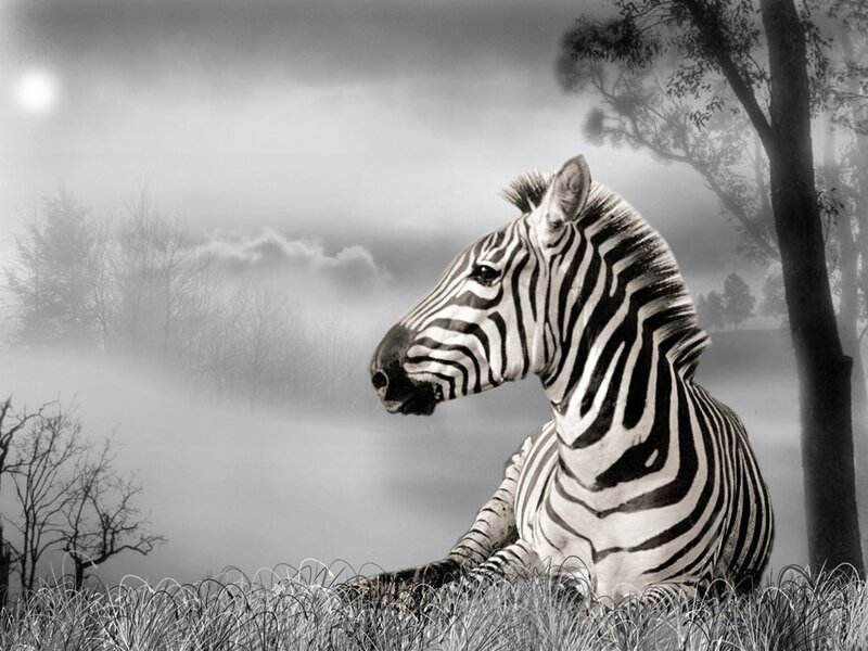 Zebra in Fog