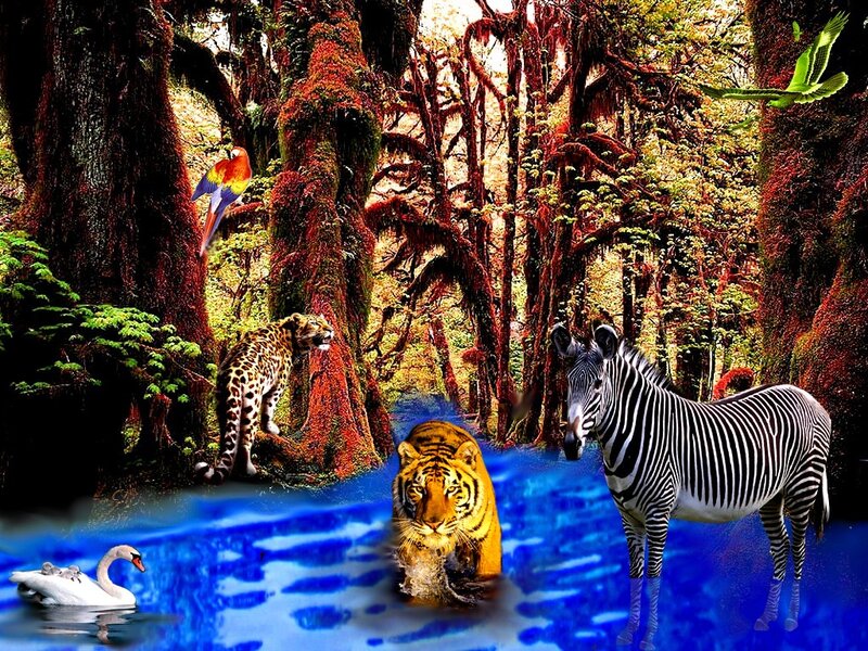 Zebra in Forest Stream