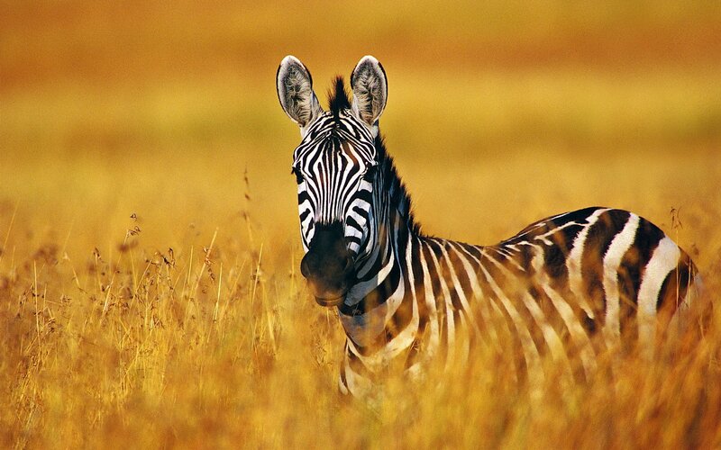 zebra in golden grass