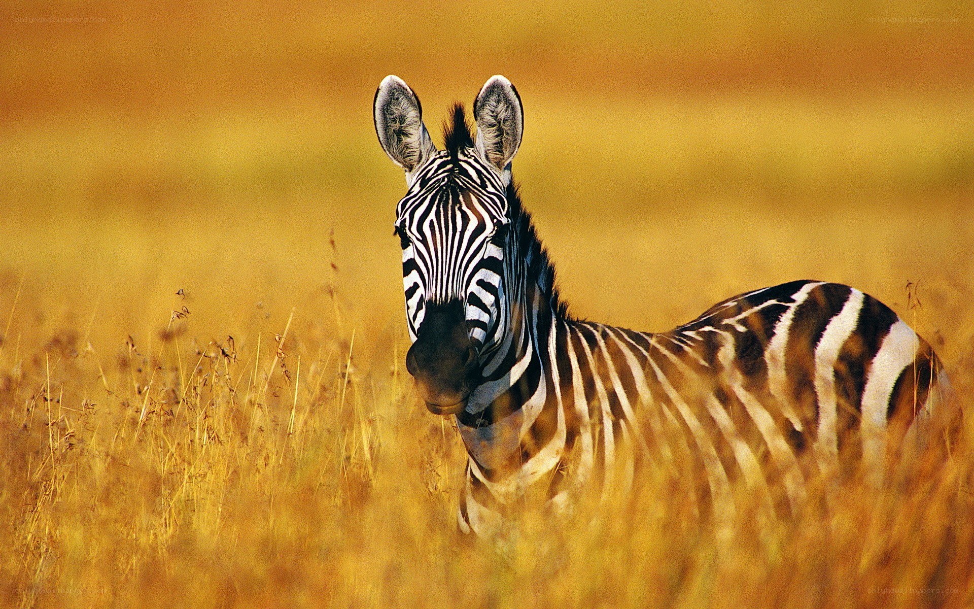 zebra in golden grass