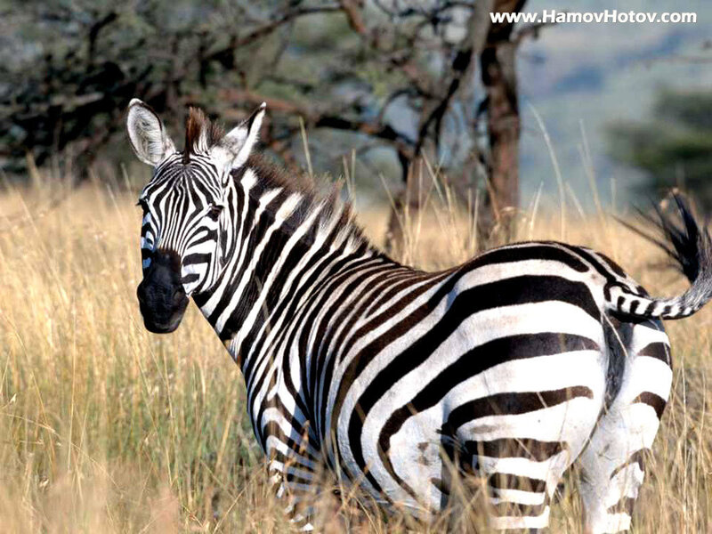 Zebra in Grass — Black