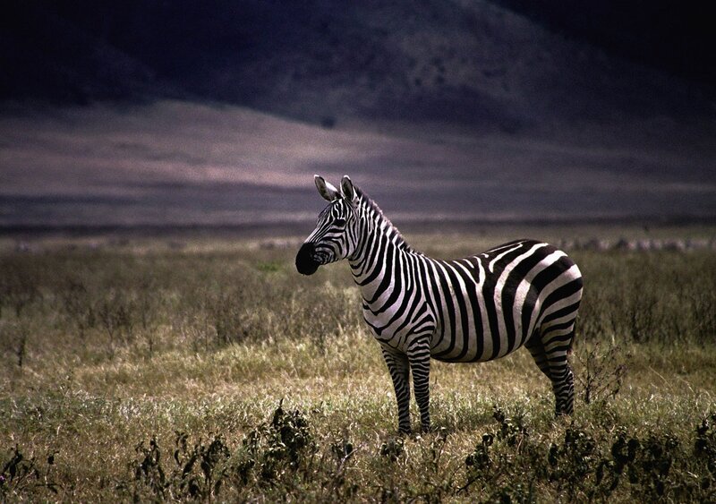 Zebra in Grassland — Black