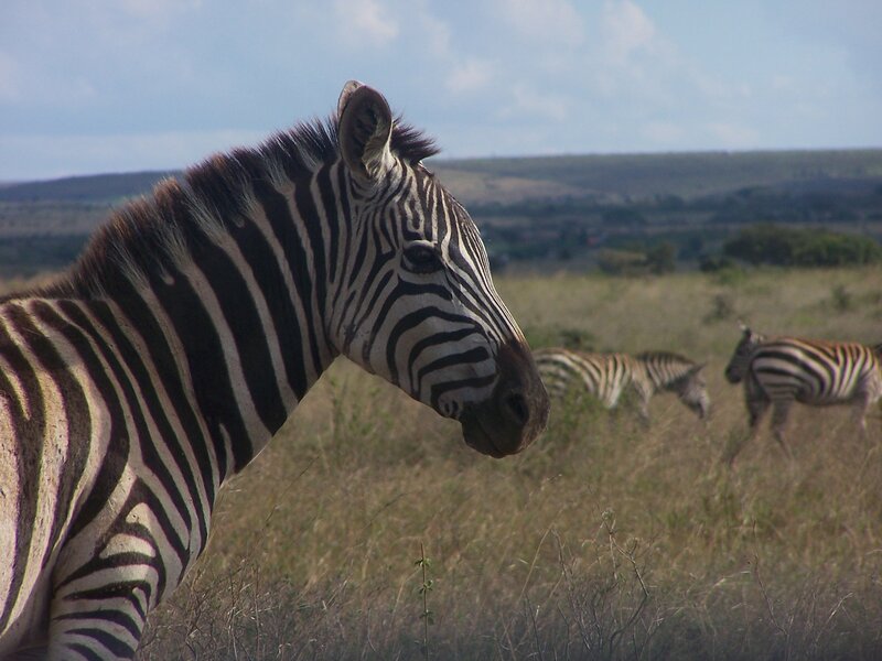 Zebra in Grassland — Brown, Calm, Afternoon