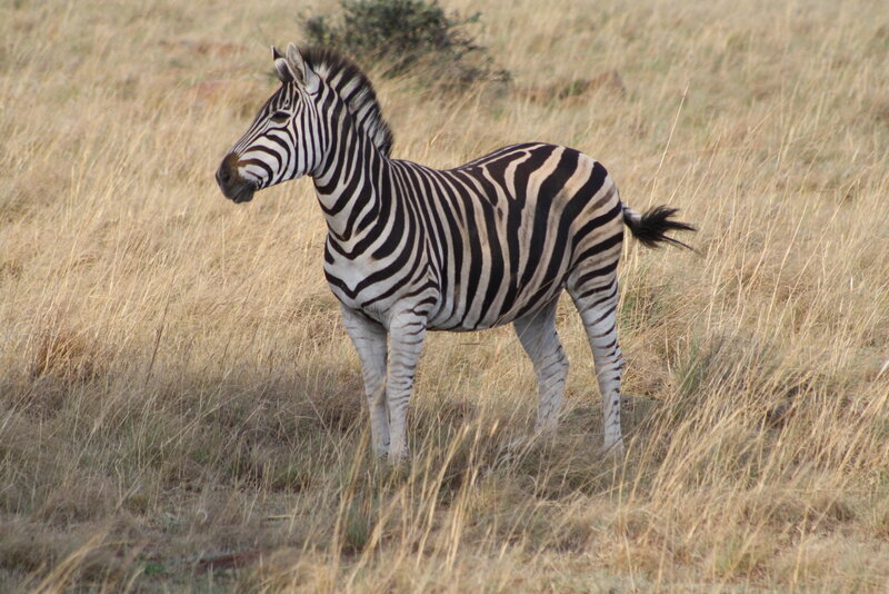Zebra in Grassland — Brown, Calm