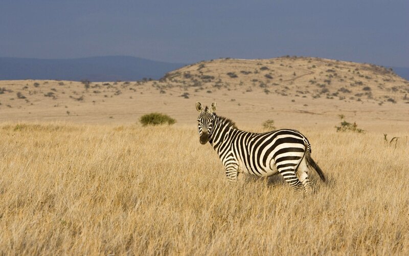 Zebra in Grassland — Brown, Serene