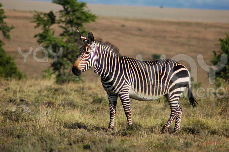 Zebra in Grassland — Brown