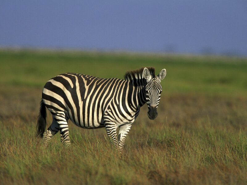 Zebra in Grassland — Green, Calm