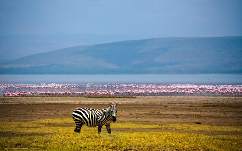 Zebra in Grassland — Green