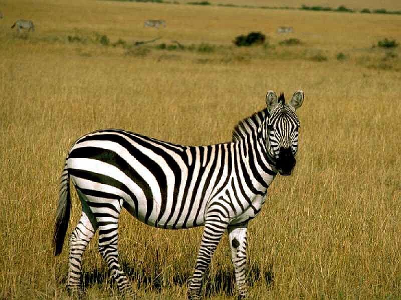 Zebra in Grassland