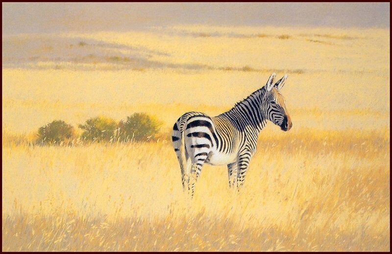 Zebra in Grassland — Yellow