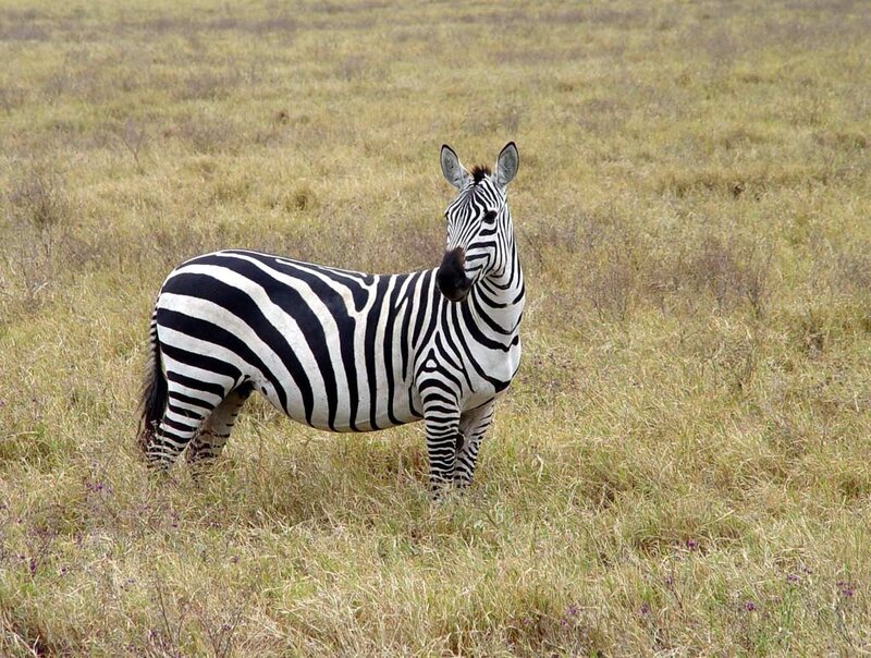 zebra in grassy field