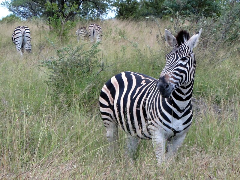 Zebra in Grassy Field — Black