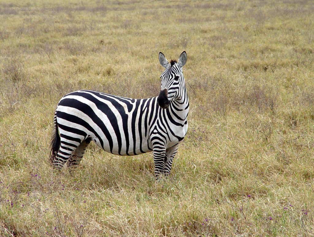 zebra in grassy field