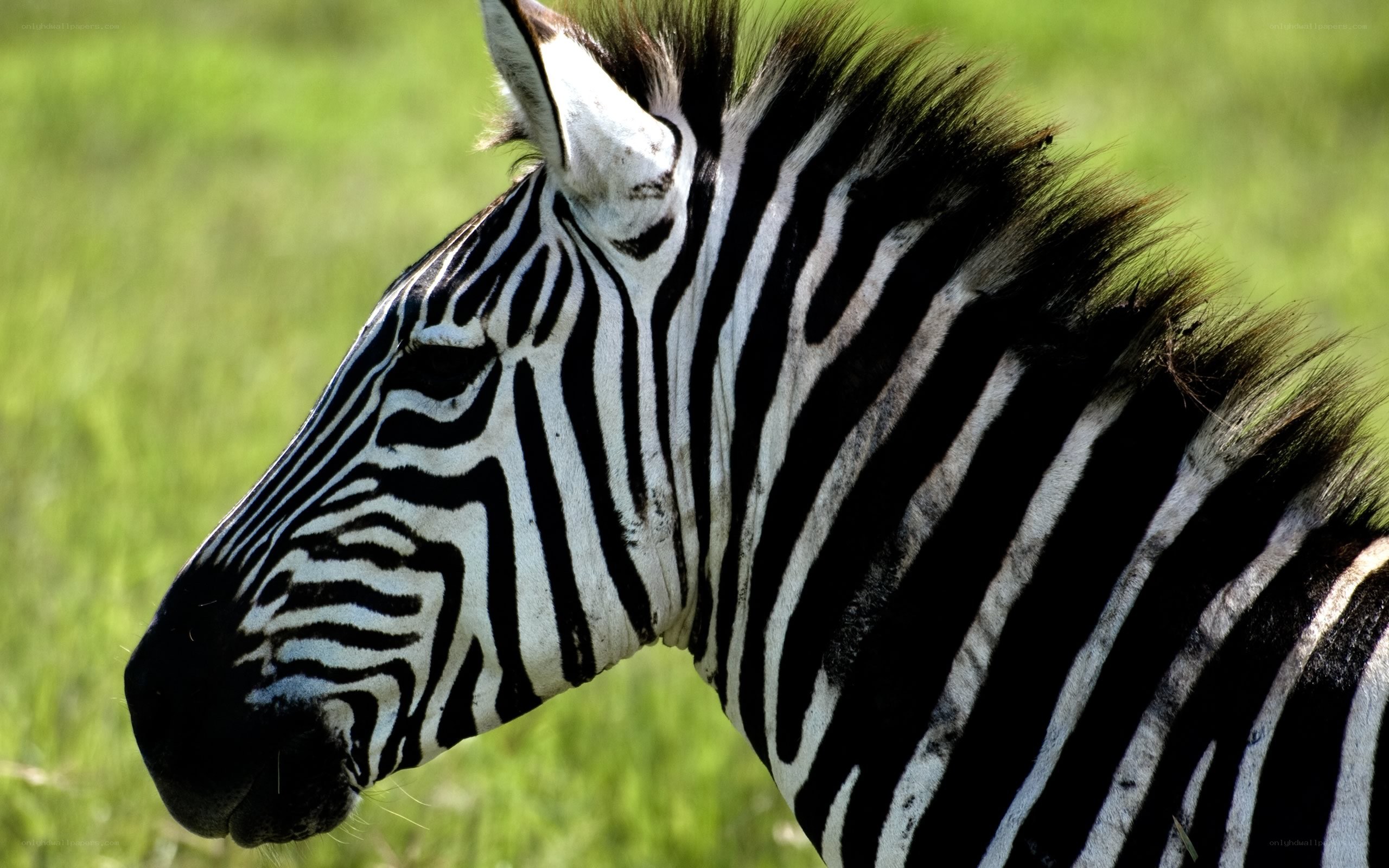 zebra in green field