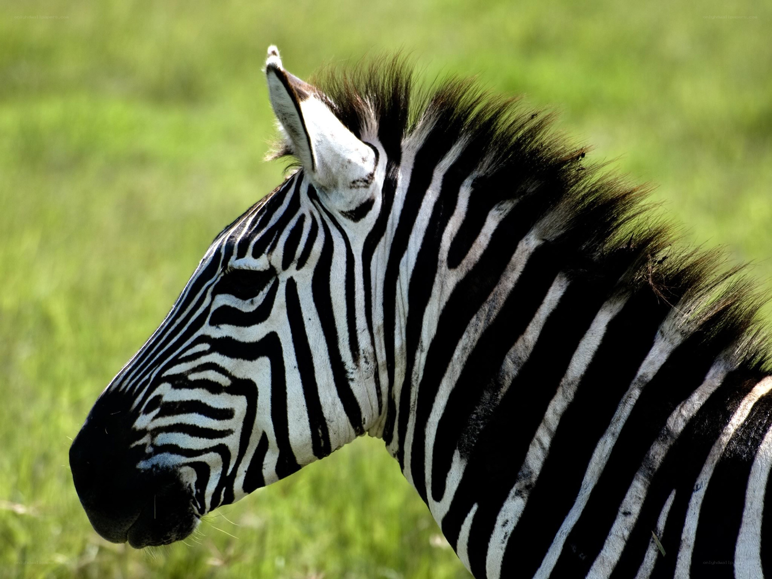 zebra in green field