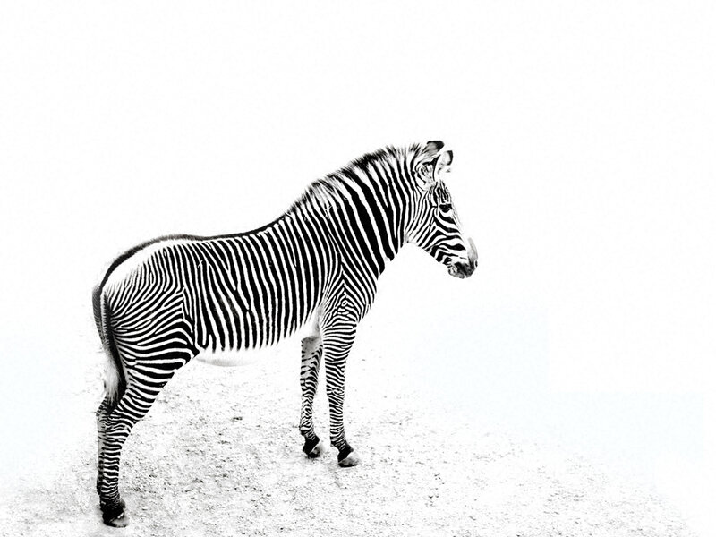 zebra in monochrome