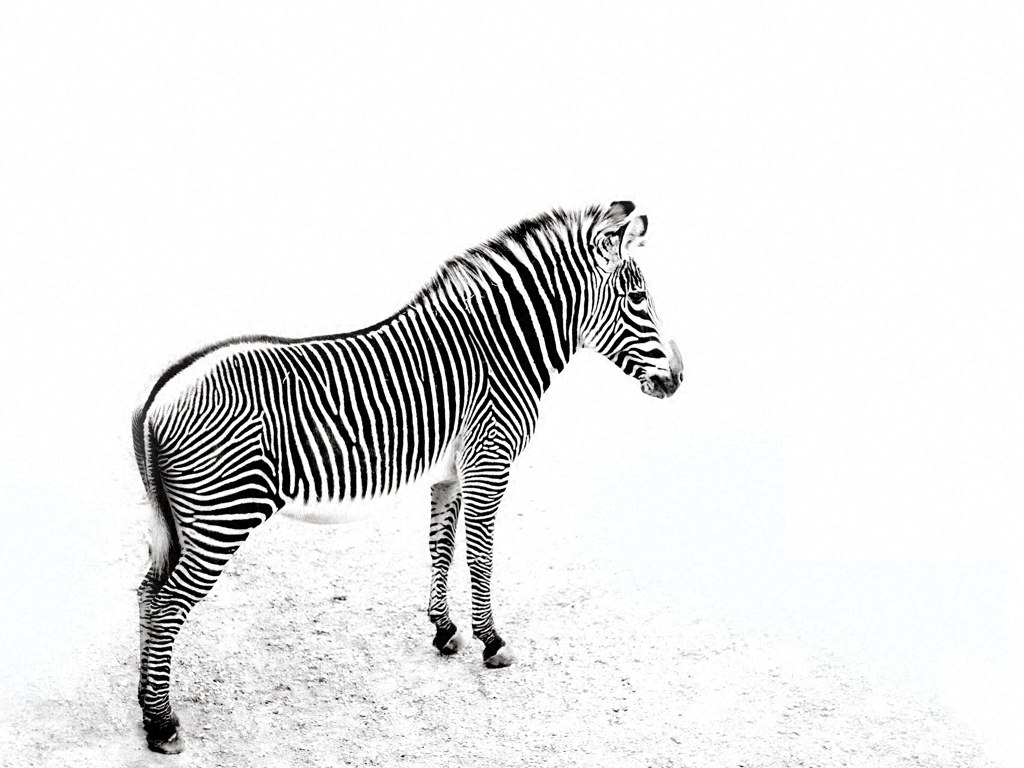 zebra in monochrome
