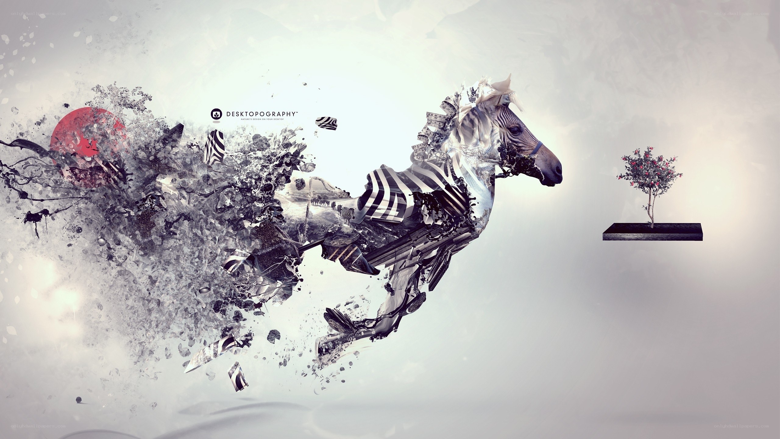 Zebra in motion collage