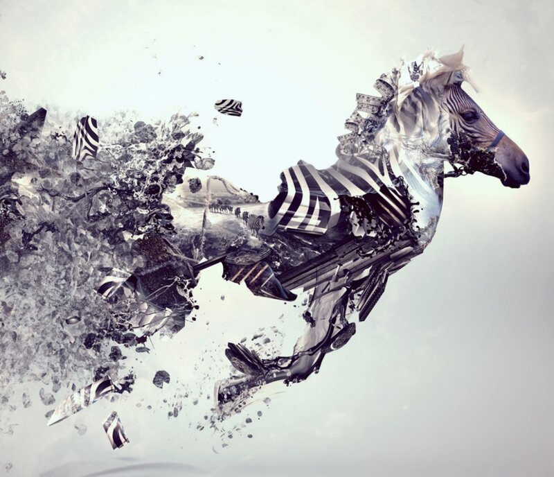 Zebra in Motion