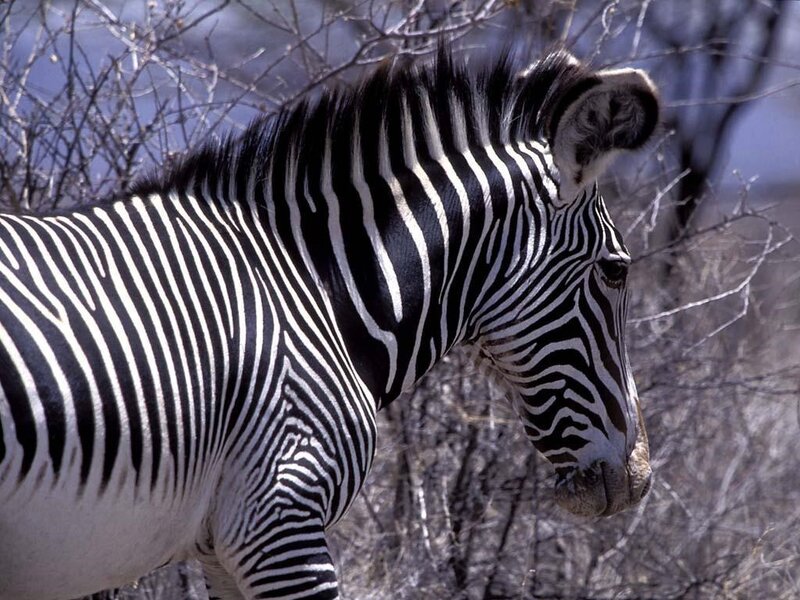 zebra in natural habitat