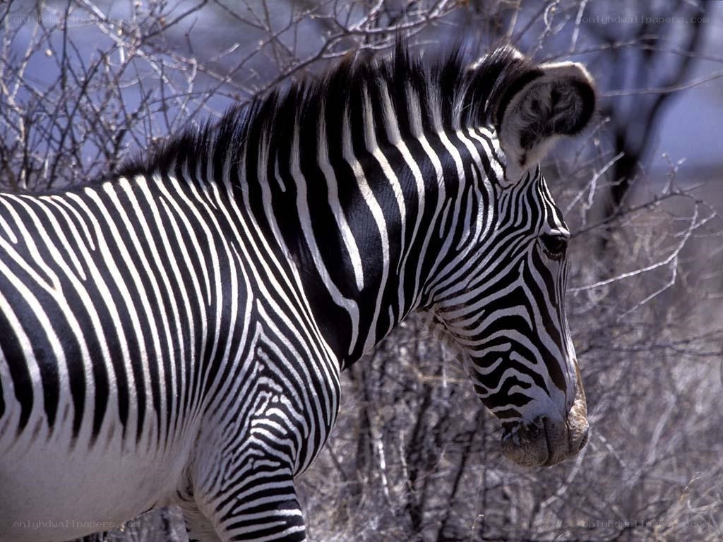 zebra in natural habitat