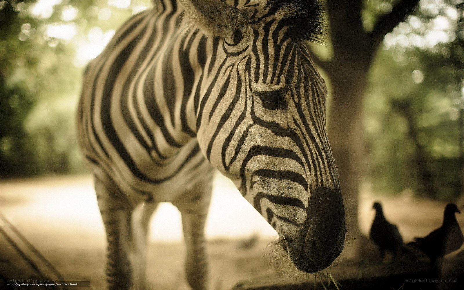 zebra in natural setting