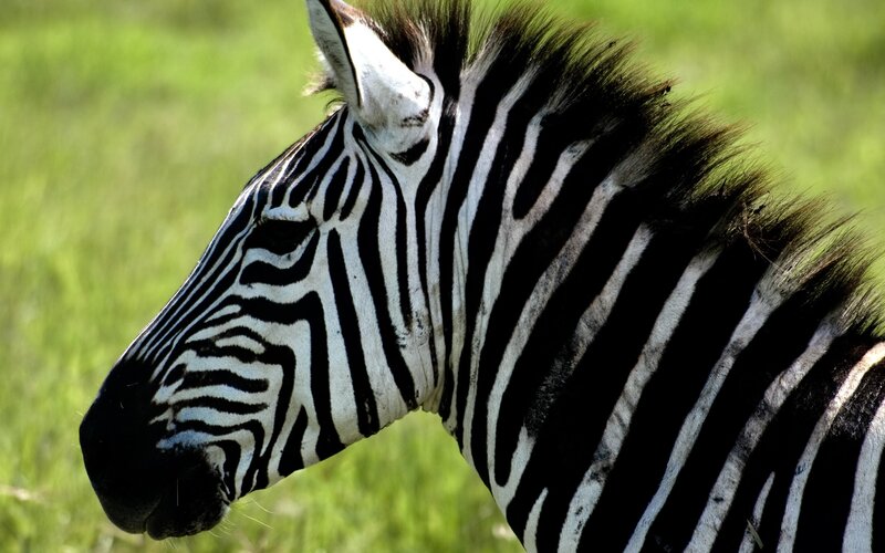 Zebra in Profile — Black, Calm, Afternoon, Photograph