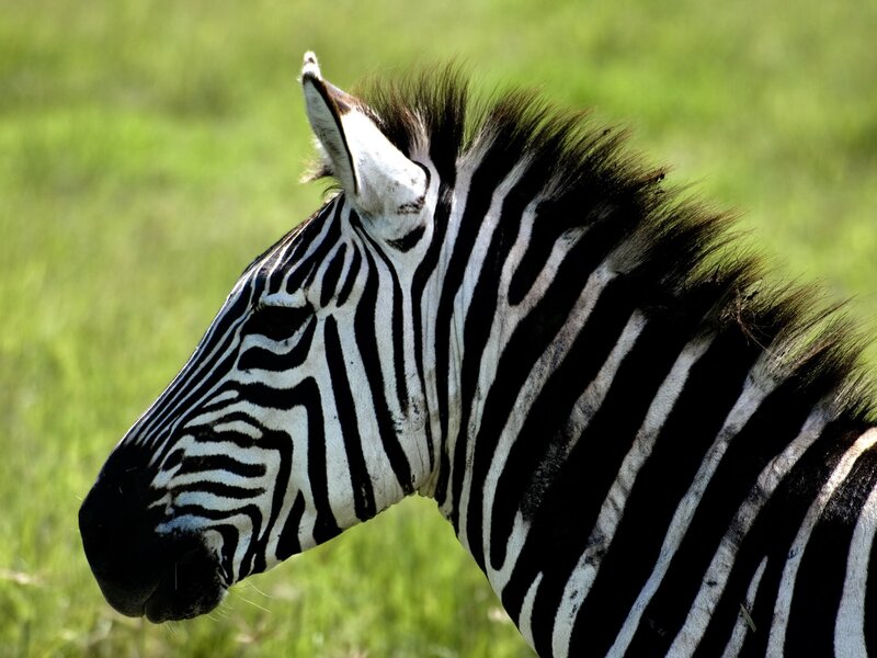 Zebra in Profile — Black, Calm, Afternoon