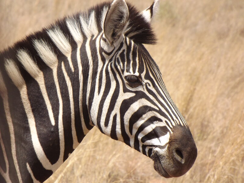 Zebra in Profile — Black, Calm