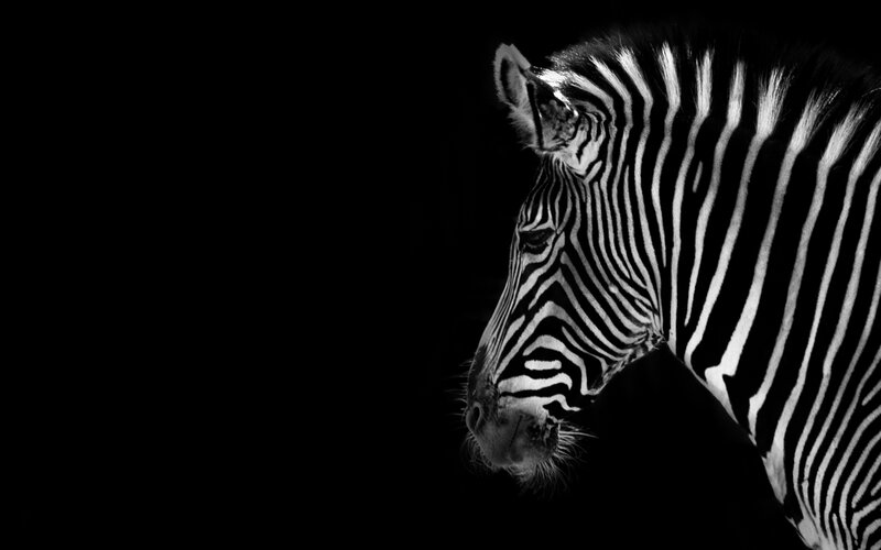 Zebra in Profile — Black, Dramatic