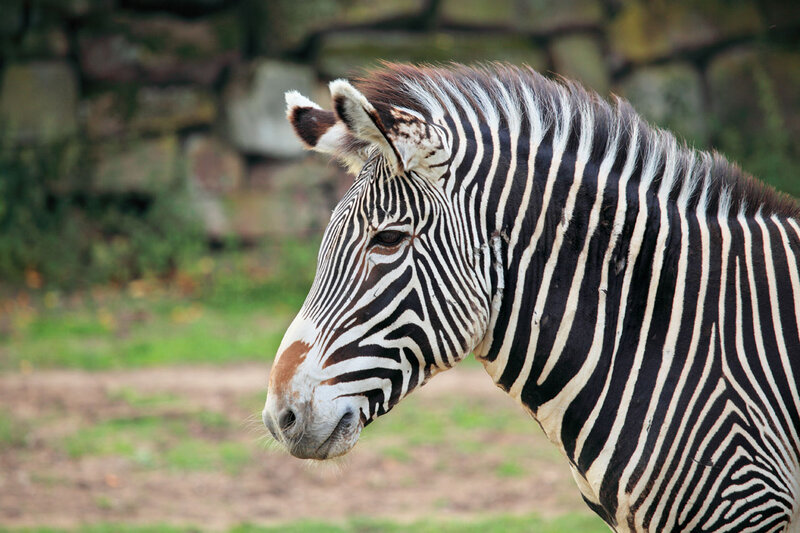 Zebra in Profile — Black