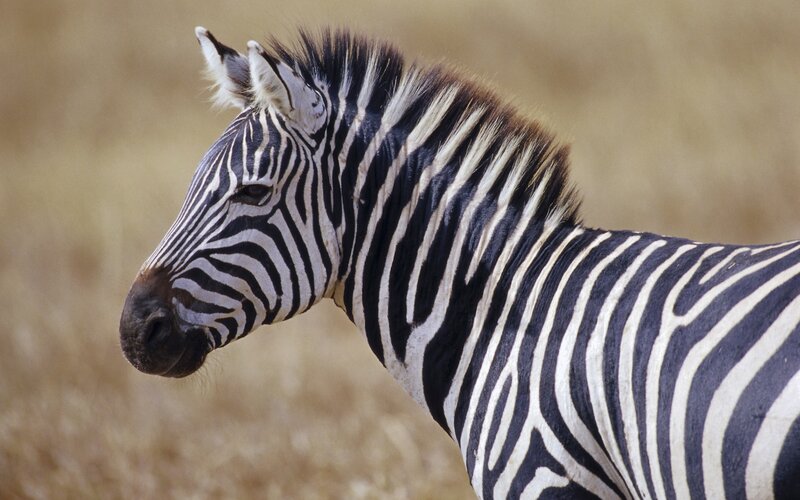 zebra in profile