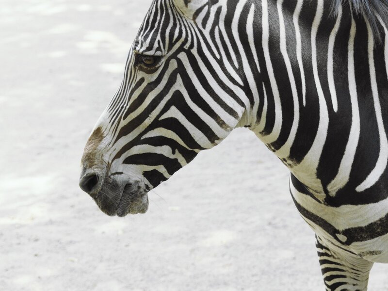zebra in profile view