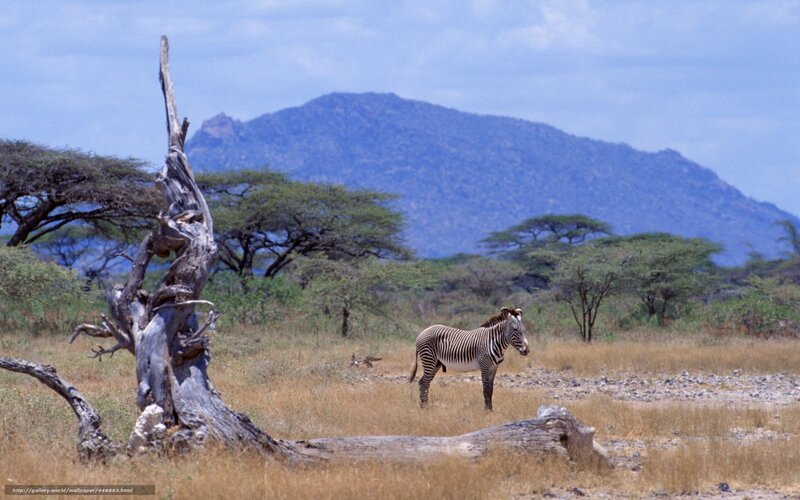 Zebra in Savanna — Brown