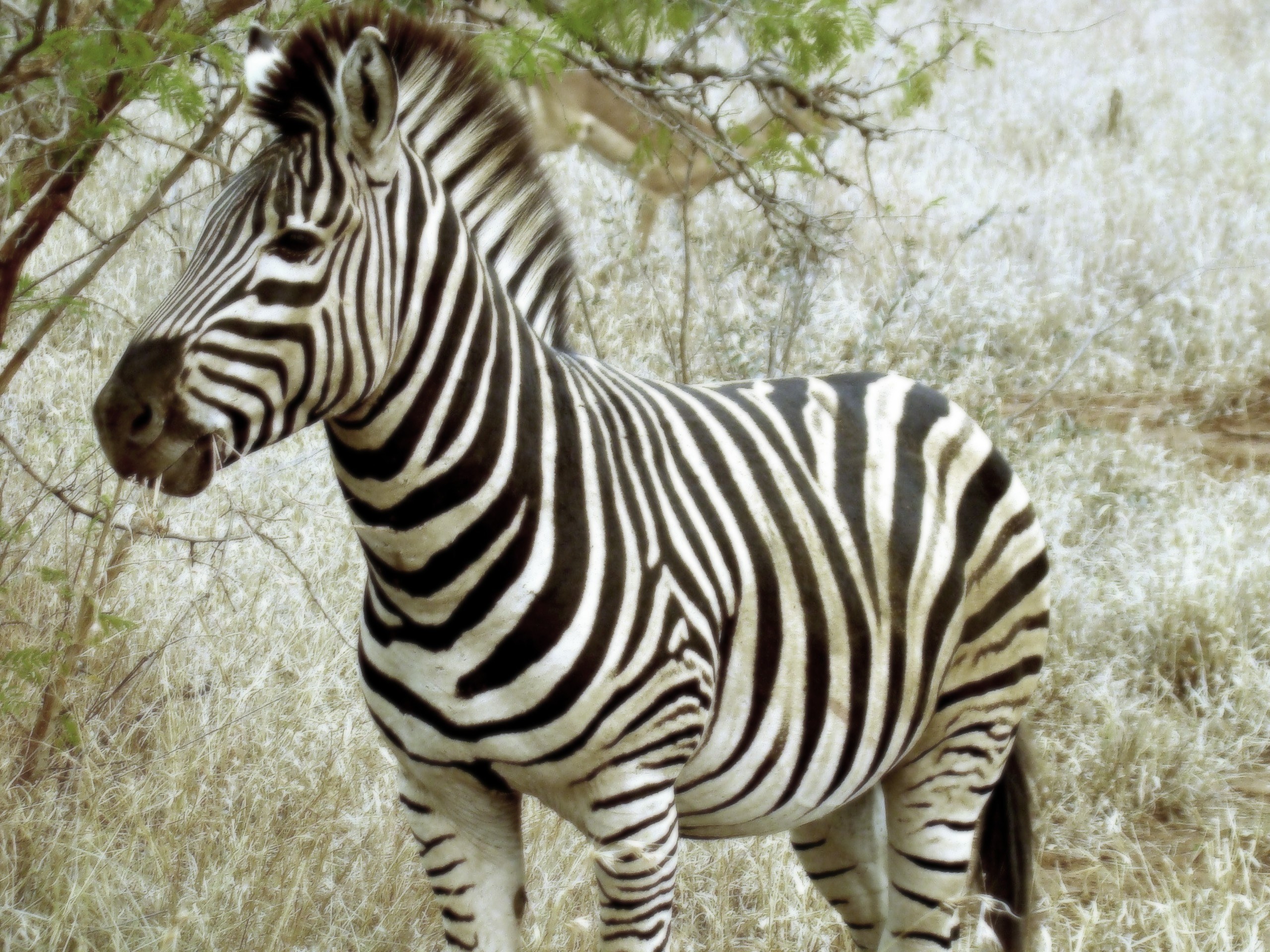 zebra in savanna grass
