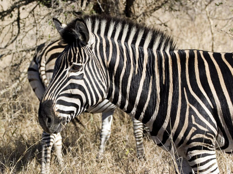 zebra in savanna grass
