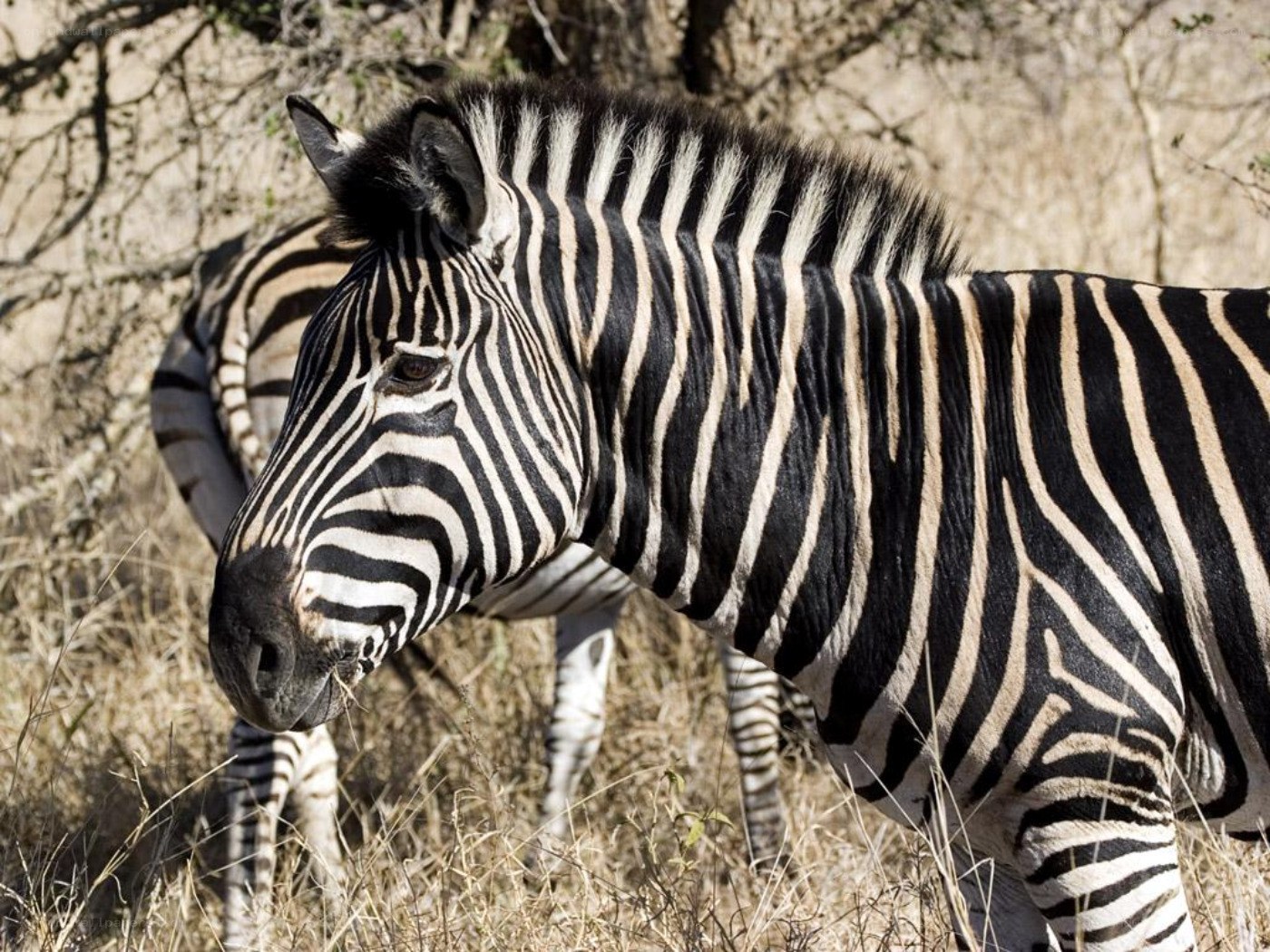 zebra in savanna grass