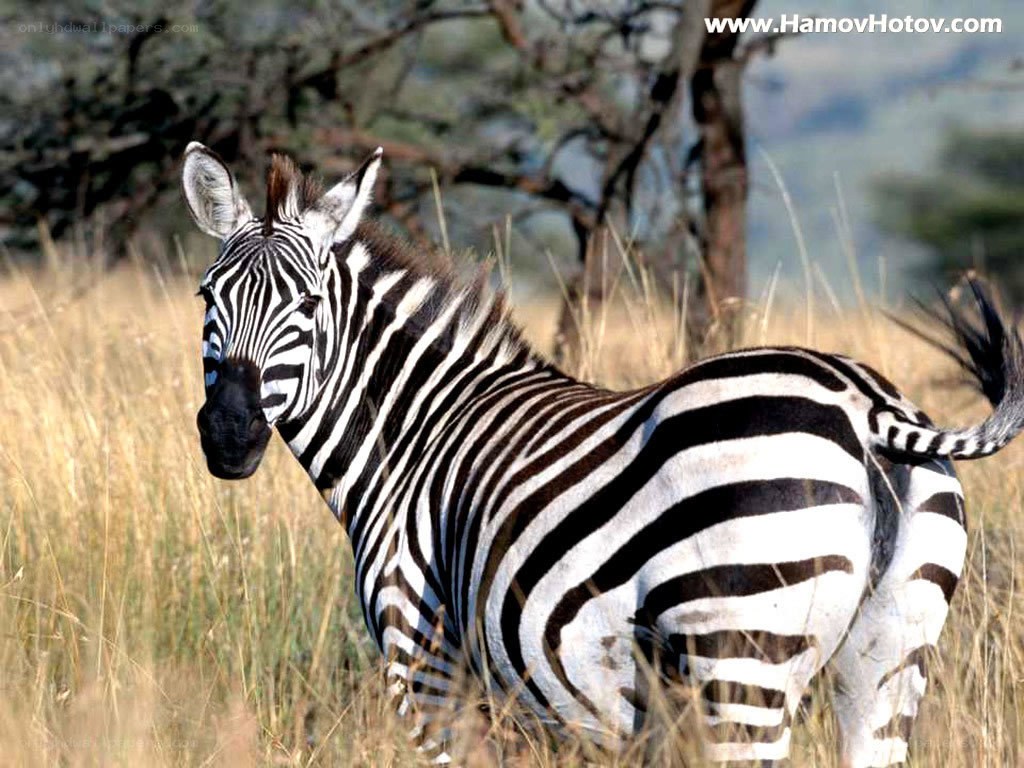zebra in savanna grass