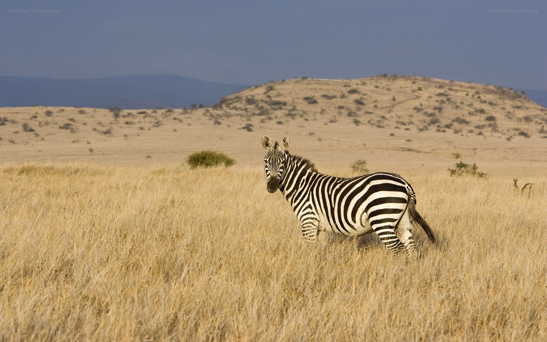 zebra in savanna grassland