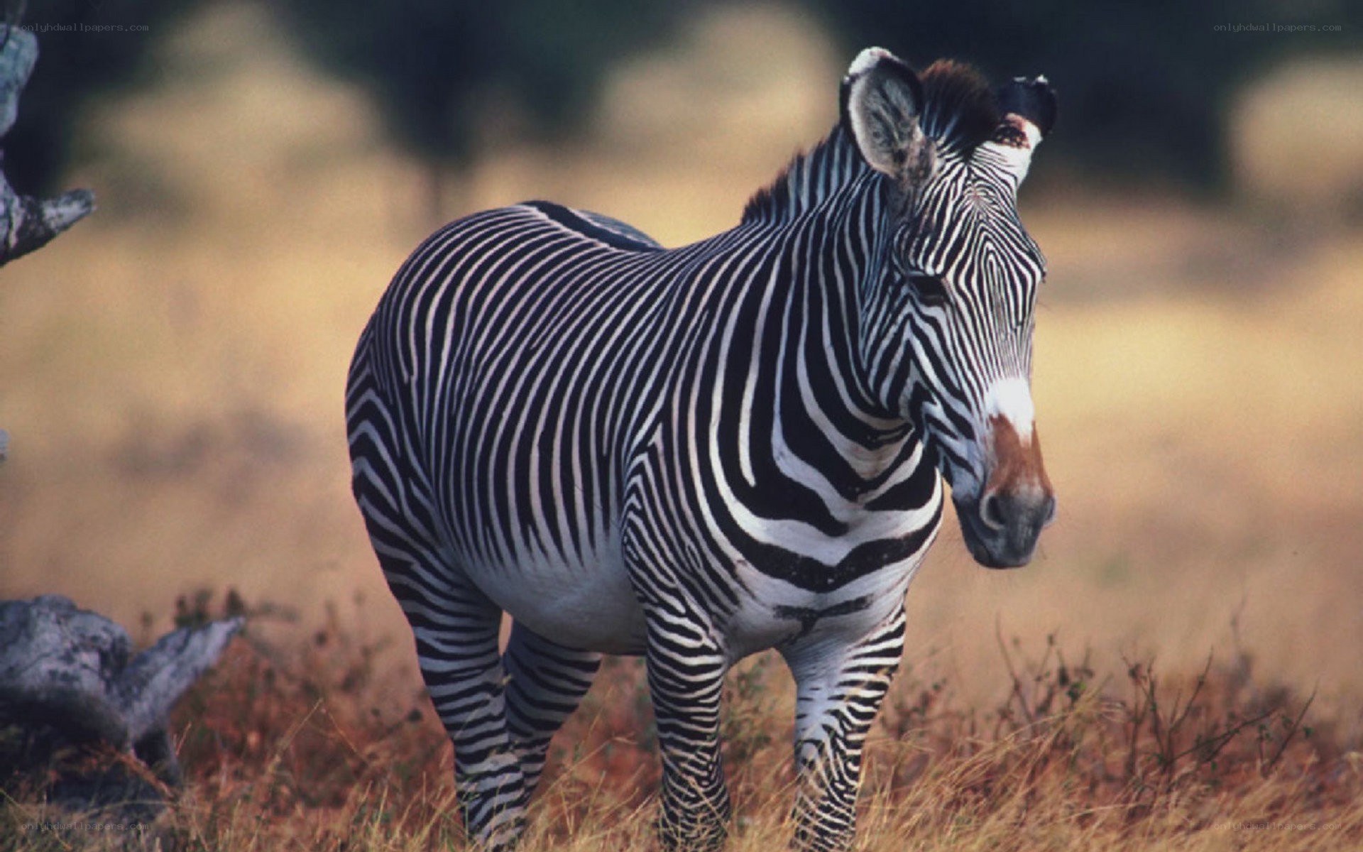 Zebra in savanna grassland