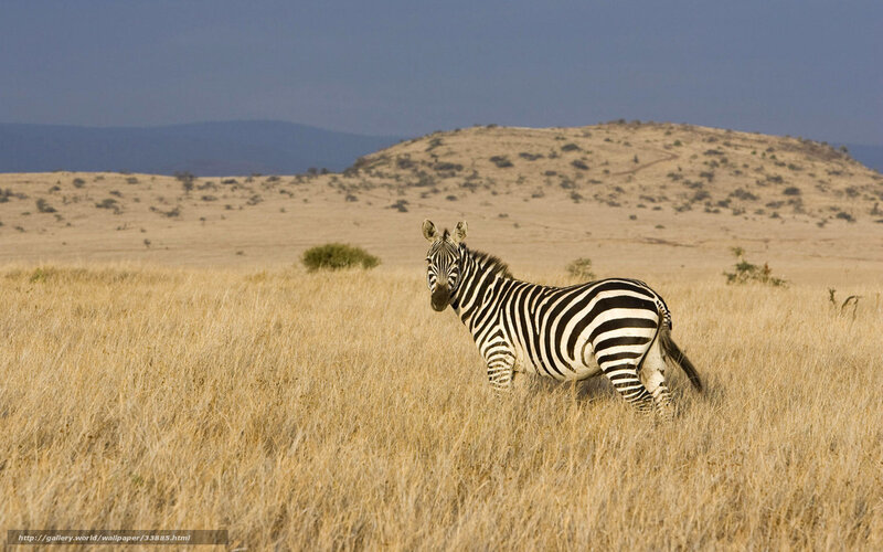 zebra in savanna grassland