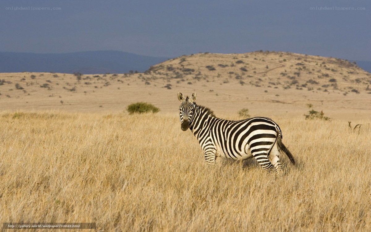 zebra in savanna grassland