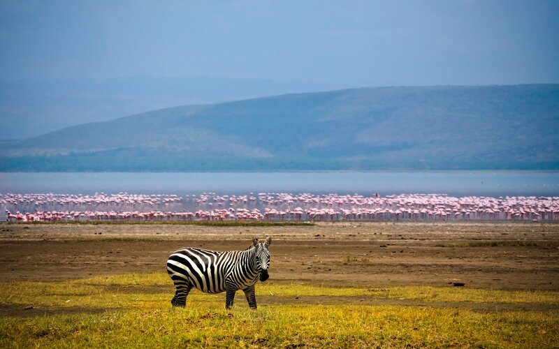 Zebra in Savanna — Green, Serene