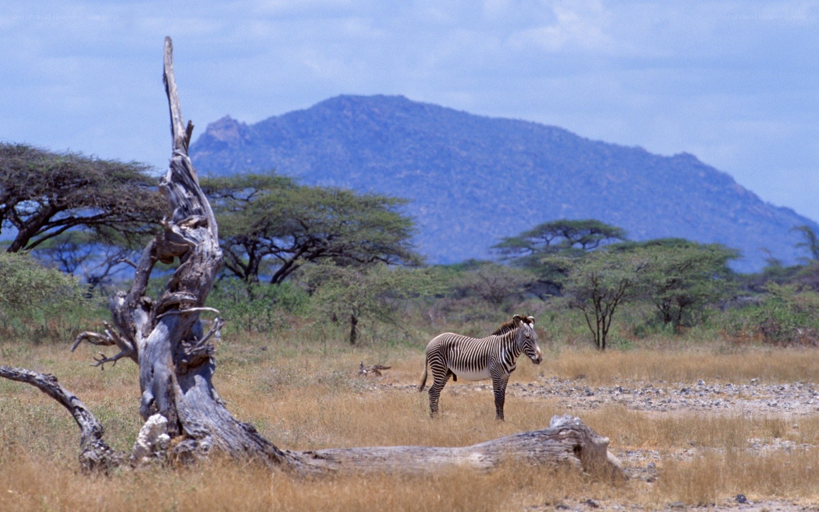 Zebra in savanna landscape