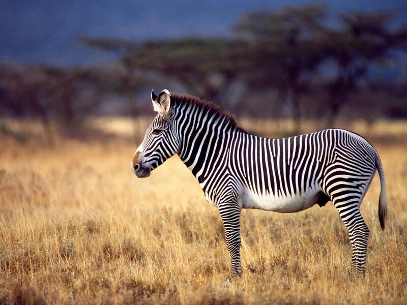 Zebra in Savanna