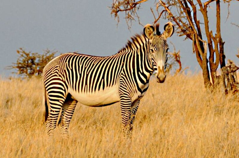 Zebra in Tall Grass — Brown, Calm