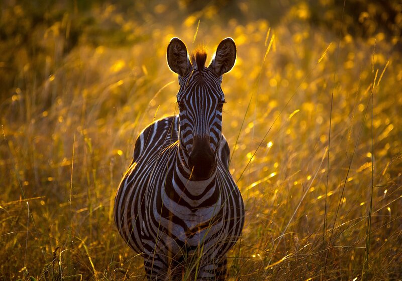 Zebra in Tall Grass — Yellow, Serene