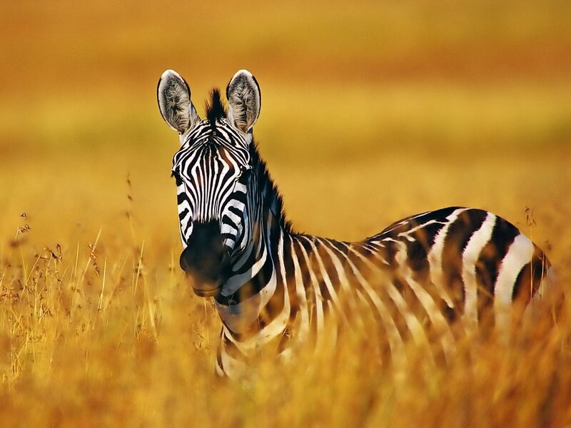 Zebra in Tall Grass — Yellow