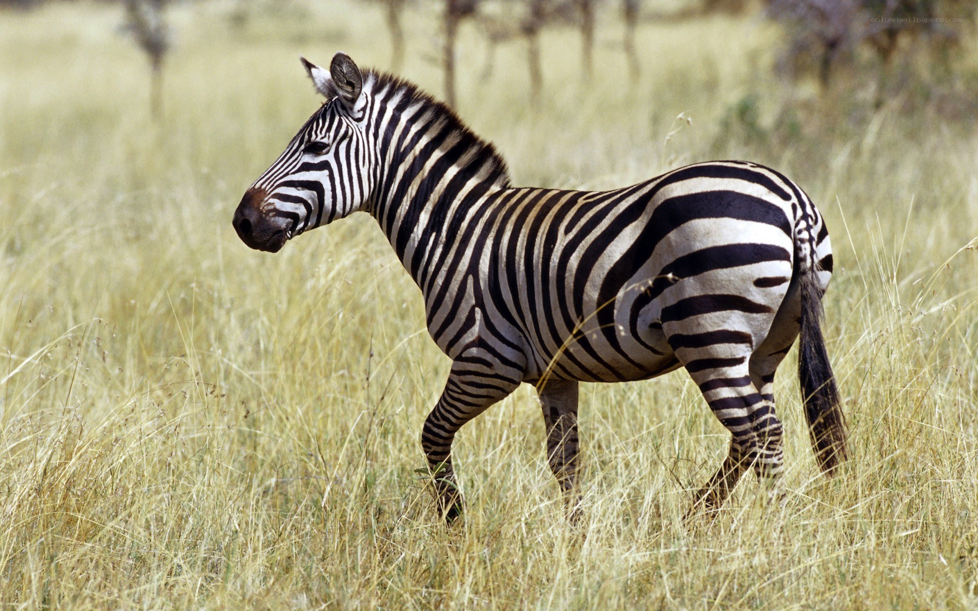 zebra in tall grass